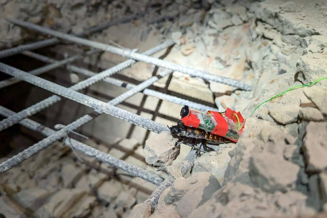 Cyborg cockroach