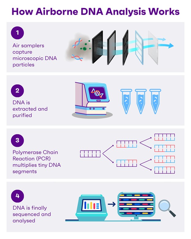 Infographic explaining how airborne DNA analysis works.