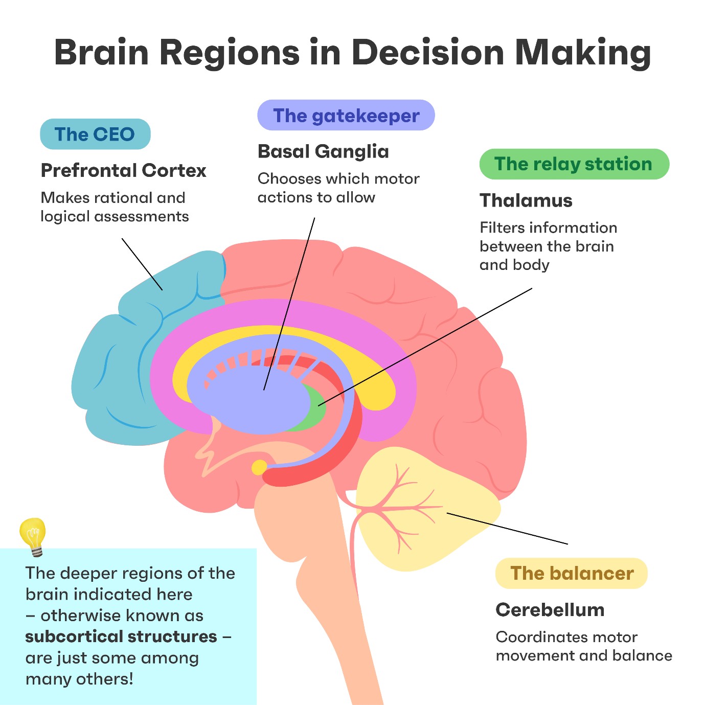 A diagram labelling key brain regions involved in decision-making, such as the prefrontal cortex and basal ganglia.