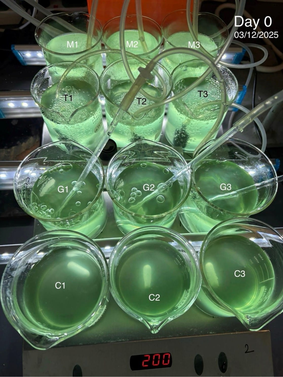 Green liquid cultures in twelve labelled vessels arranged in four rows.