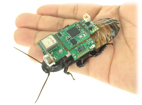 Insect Hybrid Robot